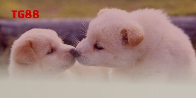 Giải thích ý nghĩa các giấc mơ thấy chó thường gặp