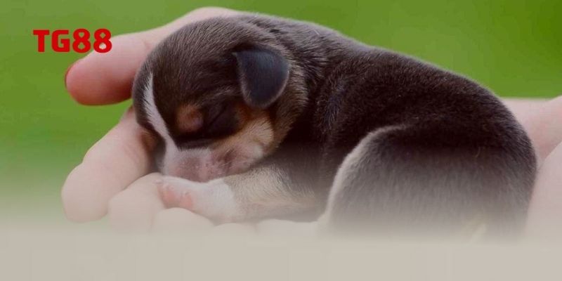 Các con số liên quan tới việc mơ thấy chó