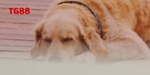 Mơ thấy chó - Giải mã ý nghĩa bạn nên biết